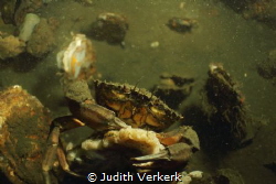Preekhil, de val cab sitting on a black mussel. by Judith Verkerk 